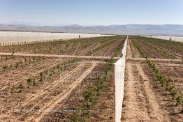 Image du Maroc Professionnelle de  Des fermes de grandes dimensions avec des terres agricoles qui ont profité de l’épierrage, d'un tri et enfin du broyage des roches cela a permis de créer des champs de grandes dimensions que l’on a divisés en zones séparées par des filets dans le but de les protéger contre l'action du vent. Avant de procédé à la plantation des orangers on avait équipé le sol d’un système moderne d'arrosage qui laisse passer l’eau petit à petit, dit "goutte à goutte" dans une nouvelle ferme moderne à Chichaoua, Mardi 27 Février 2007. (Photo / Abdeljalil Bounhar) 